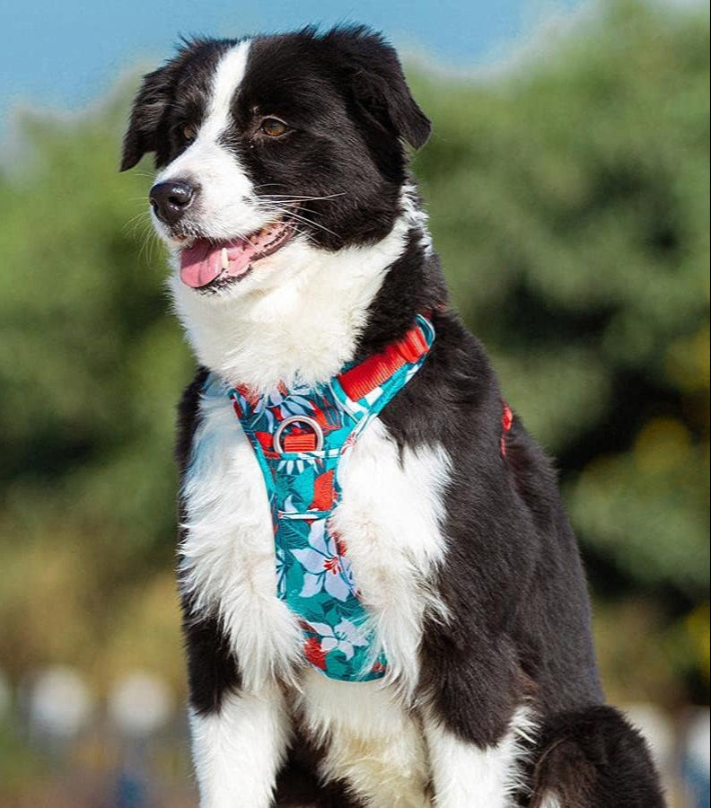 StealthRange™ – Reflective Camouflage Dog Harness