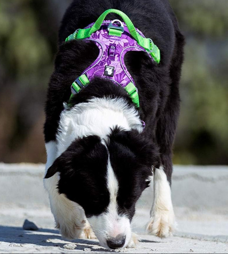 StealthRange™ – Reflective Camouflage Dog Harness