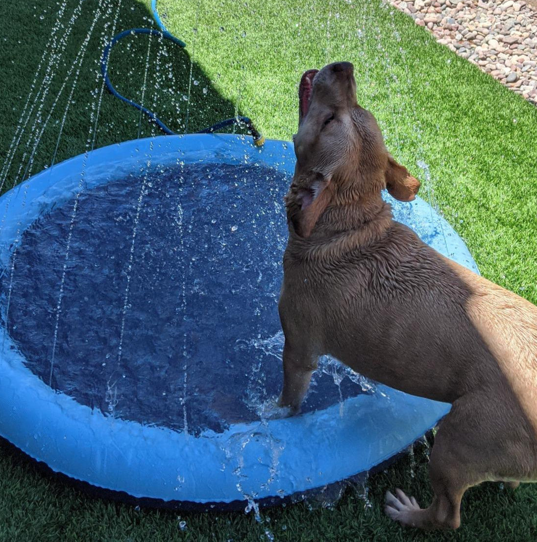 AquaBound™ – Inflatable Pet Pool Pad