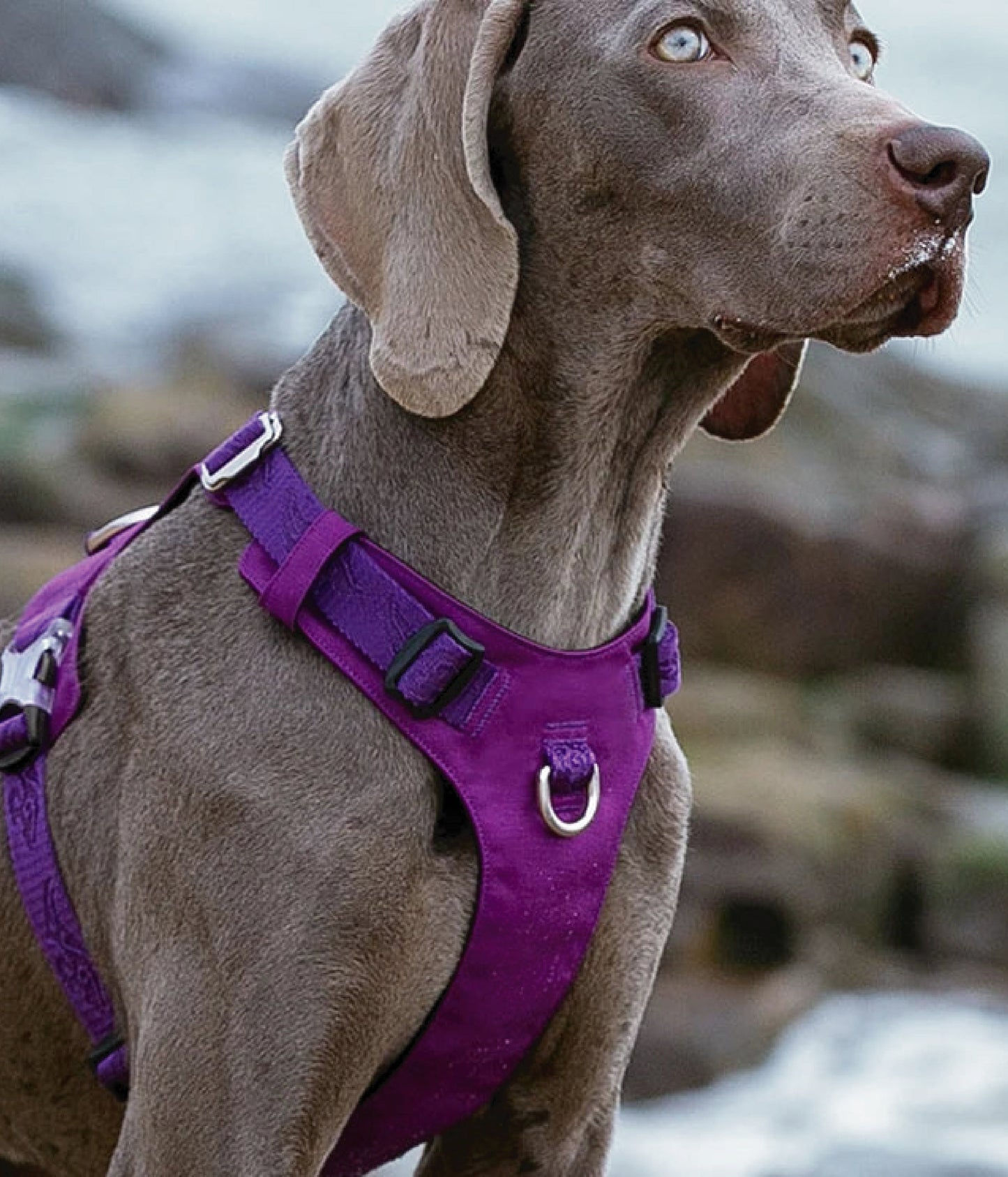 DriftRidge™ – Tactical Control Dog Harness