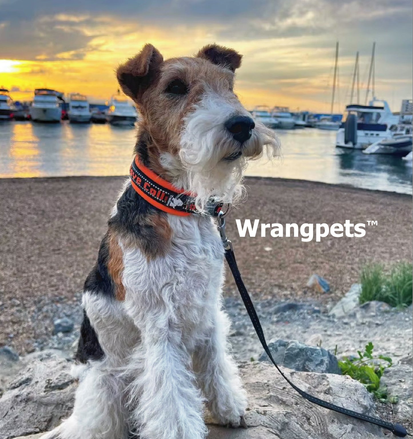 Highcrest™ - Reflective Comfort Dog Collar