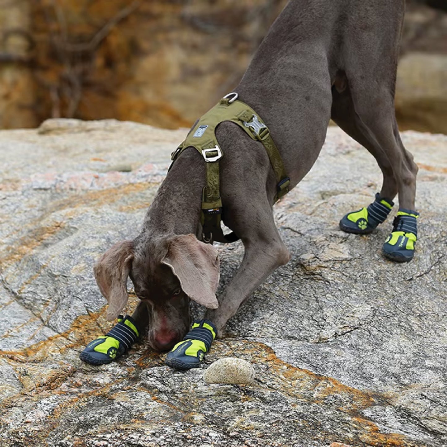 DriftRidge™ – Tactical Control Dog Harness
