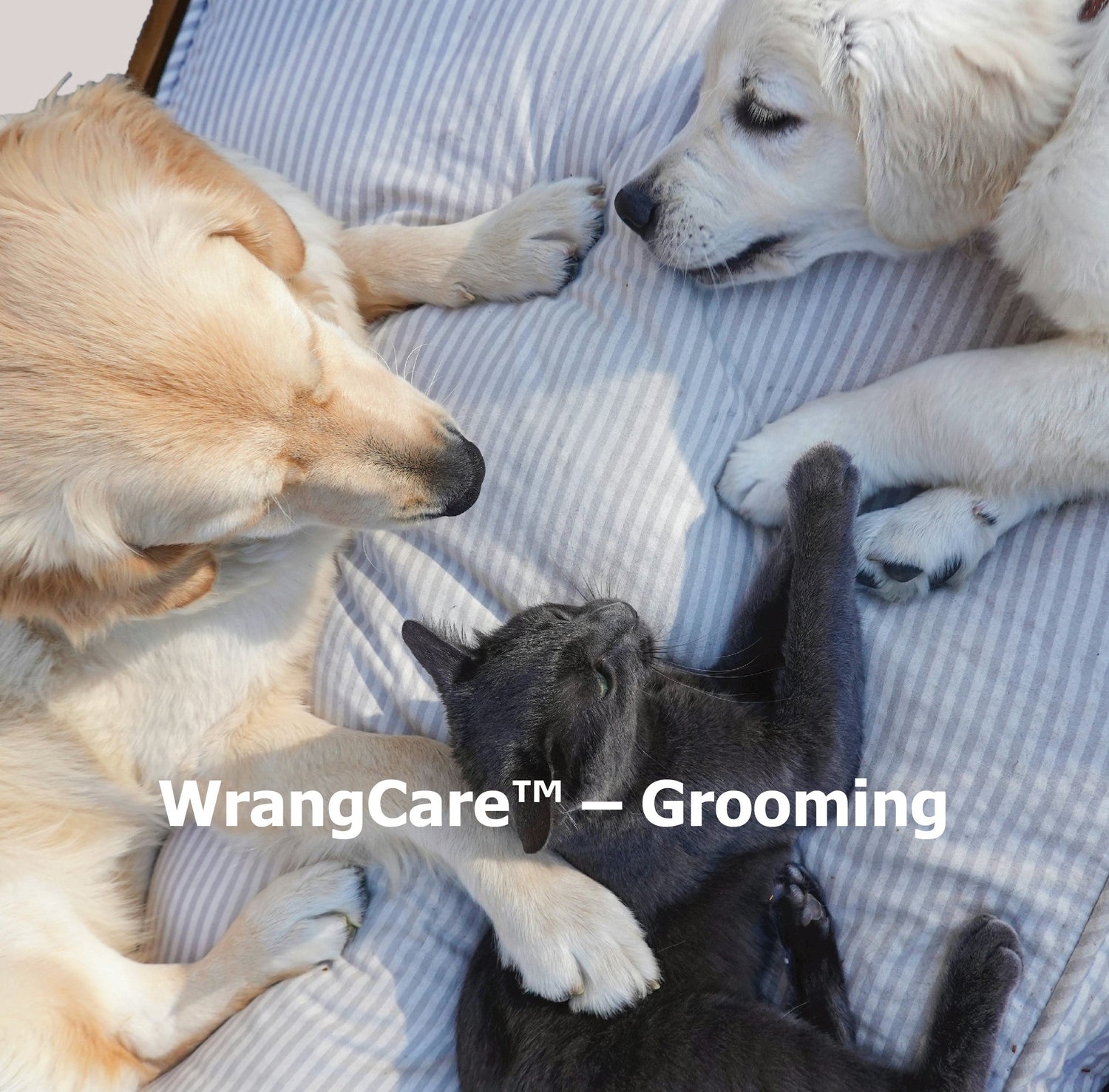 Home & Care Essentials