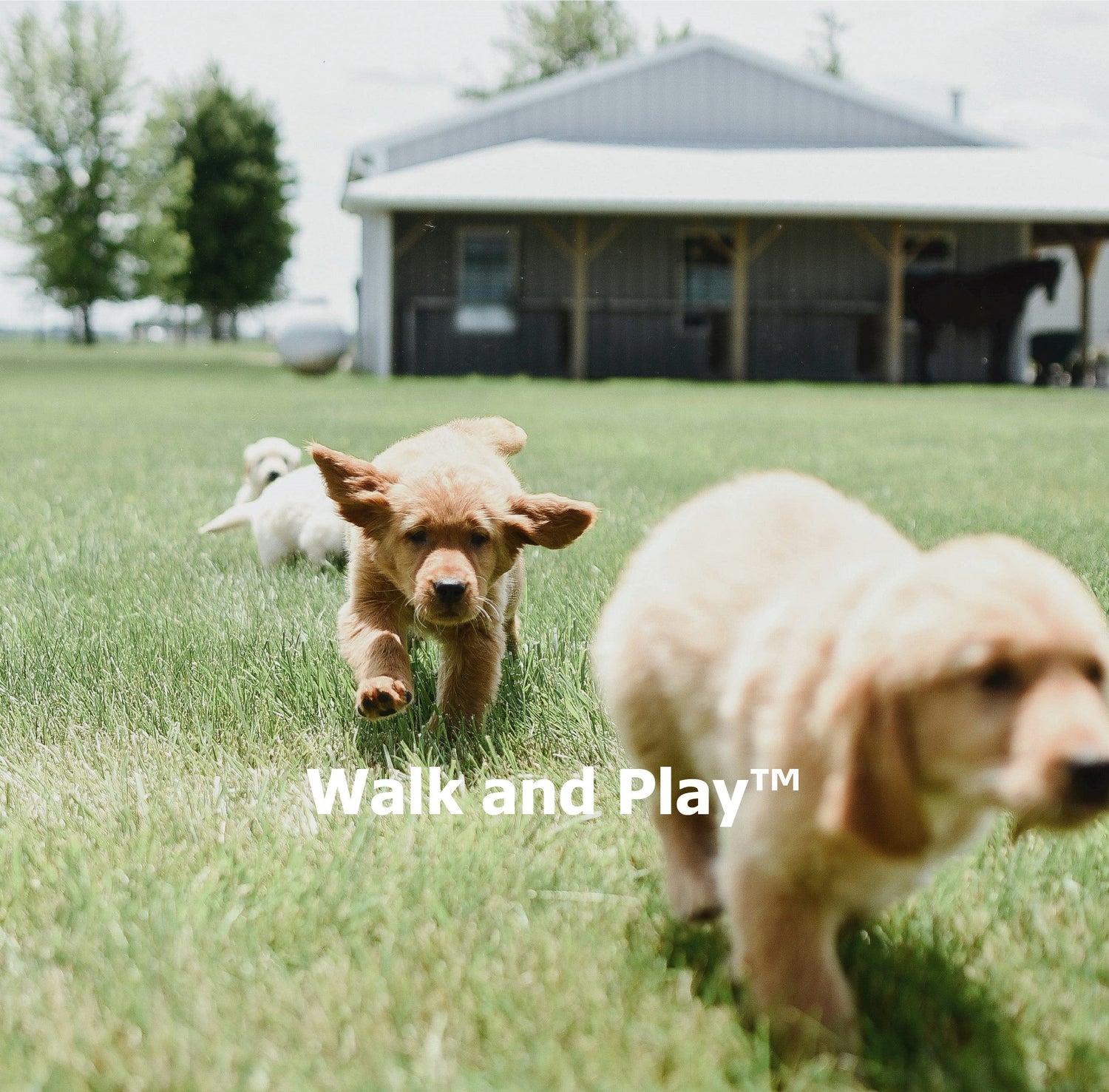 Walk and Play™