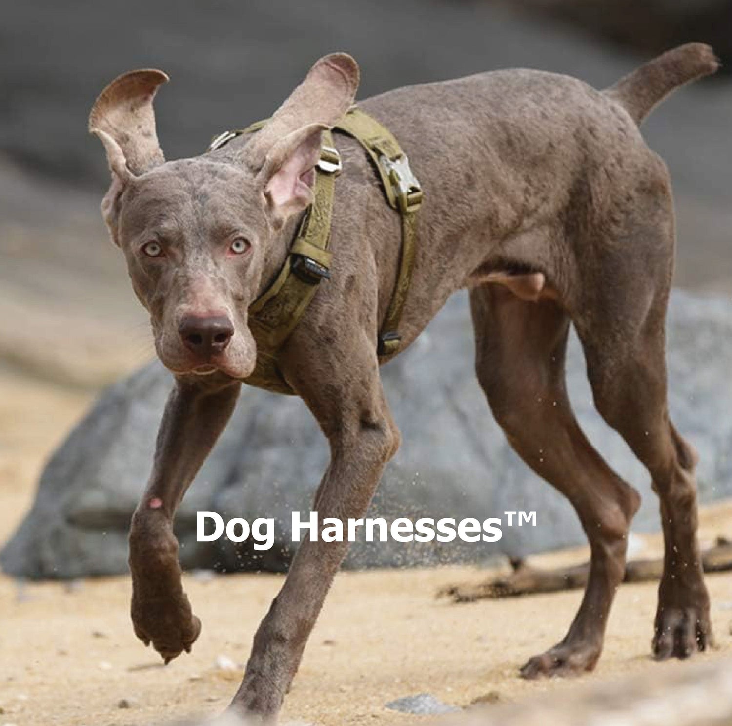 Dog Harnesses
