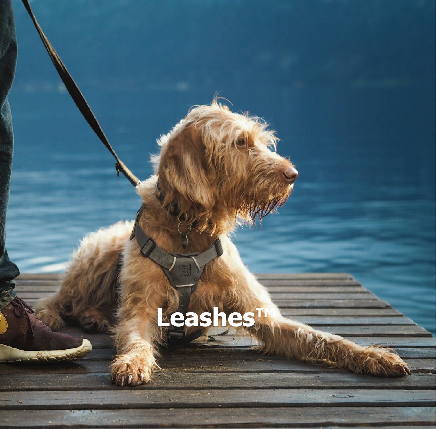 Leashes