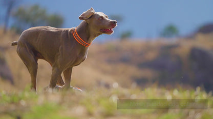 NightStride™ – Reflective Adventure Dog Collar